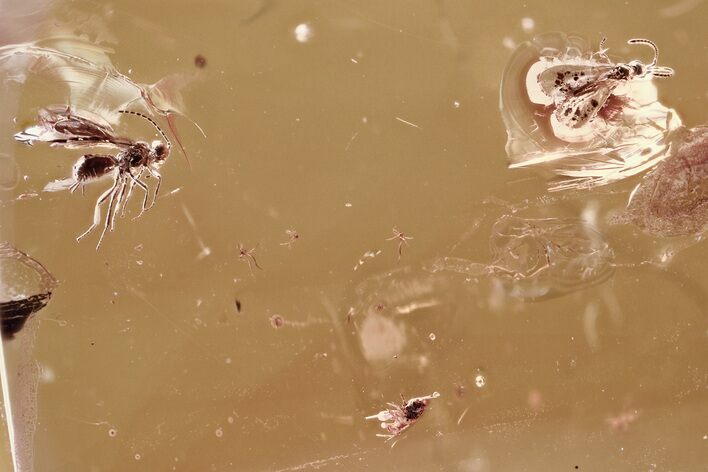 Two Fossil Wasps (Diapriidae & Braconidae) In Baltic Amber #315305